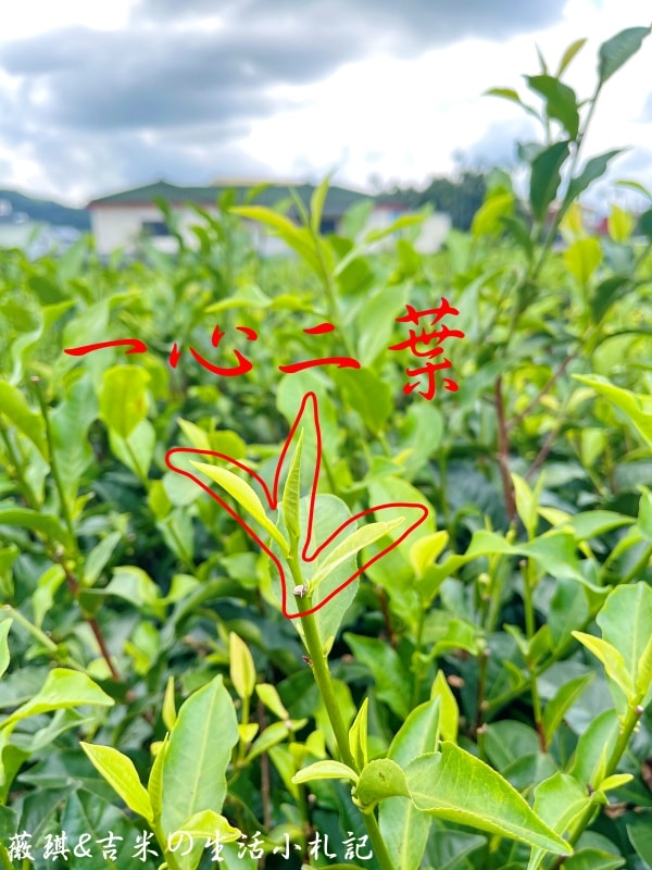 名間包棟民宿┃松林茶坊。包棟民宿好選擇，還可以參加採茶體驗喔!
