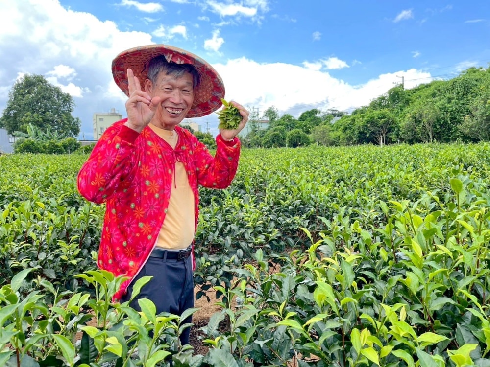 名間包棟民宿┃松林茶坊。包棟民宿好選擇，還可以參加採茶體驗喔!