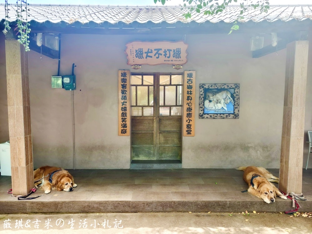 苗栗西湖┃獵犬不打獵鄉林小食光。想嚕狗勾，這邊有九隻大金毛等你來喔!
