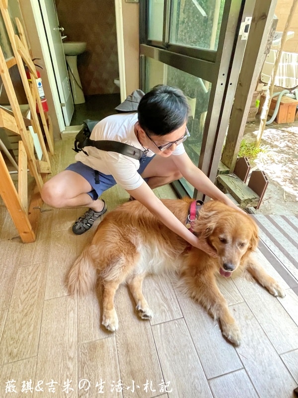 苗栗西湖┃獵犬不打獵鄉林小食光。想嚕狗勾，這邊有九隻大金毛等你來喔!